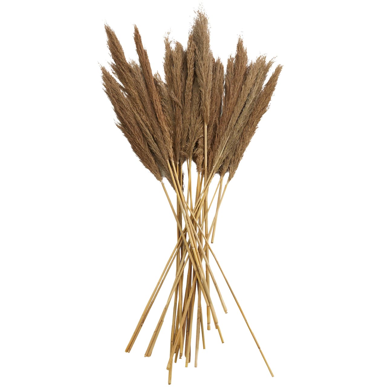 Dried Plant Bamboo Natural Foliage with Long Stems